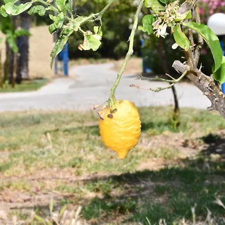 Appartement 1-bedroom Olympia At Lambi